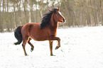 German riding pony in the snow