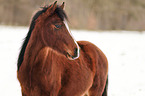 German riding pony in the snow