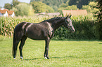 German Riding Pony