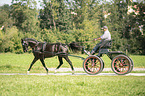 German Riding Pony with carriage