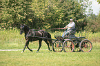 German Riding Pony with carriage