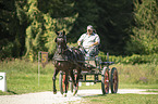 German Riding Pony with carriage