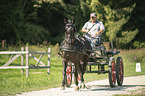 German Riding Pony with carriage