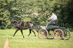 German Riding Pony with carriage