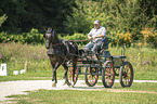 German Riding Pony with carriage