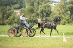 German Riding Pony with carriage