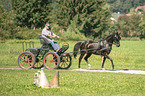 German Riding Pony with carriage