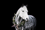 German Riding Pony with Christmas wreath