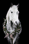 German Riding Pony with Christmas wreath