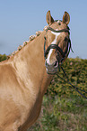 German Riding Pony Portrait