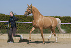 German Riding Pony