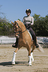 woman rides German Riding Pony