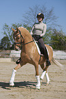 woman rides German Riding Pony