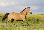 German Riding Pony in summer