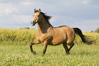 German Riding Pony in summer