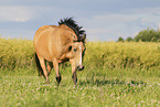 German Riding Pony in summer