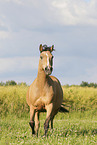 German Riding Pony in summer