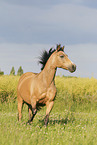 German Riding Pony in summer