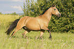 German Riding Pony in summer