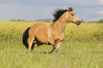 German Riding Pony in summer