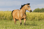 German Riding Pony in summer