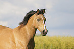 German Riding Pony in summer