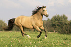 German Riding Pony in summer