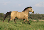 German Riding Pony in summer