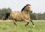 German Riding Pony in summer