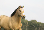 German Riding Pony in summer