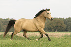 German Riding Pony in summer