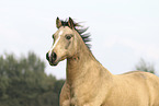 German Riding Pony in summer