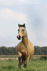 German Riding Pony in summer