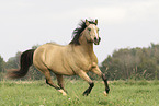 German Riding Pony in summer