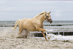 German Riding Pony at the beach