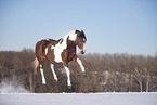 German Riding Pony in winter