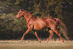 German Riding Pony