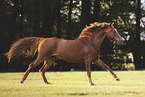 German Riding Pony