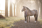 German Riding Pony