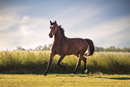 German Riding Pony