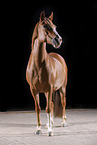 German Riding Pony mare