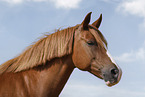 German Riding Pony mare