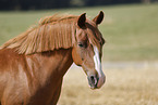 German Riding Pony mare