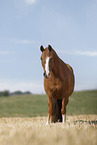 German Riding Pony mare