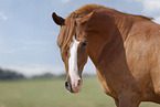 German Riding Pony mare