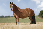 German Riding Pony mare