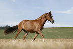 German Riding Pony mare