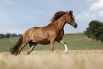 German Riding Pony mare