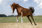 German Riding Pony mare