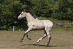 German Riding Pony foal